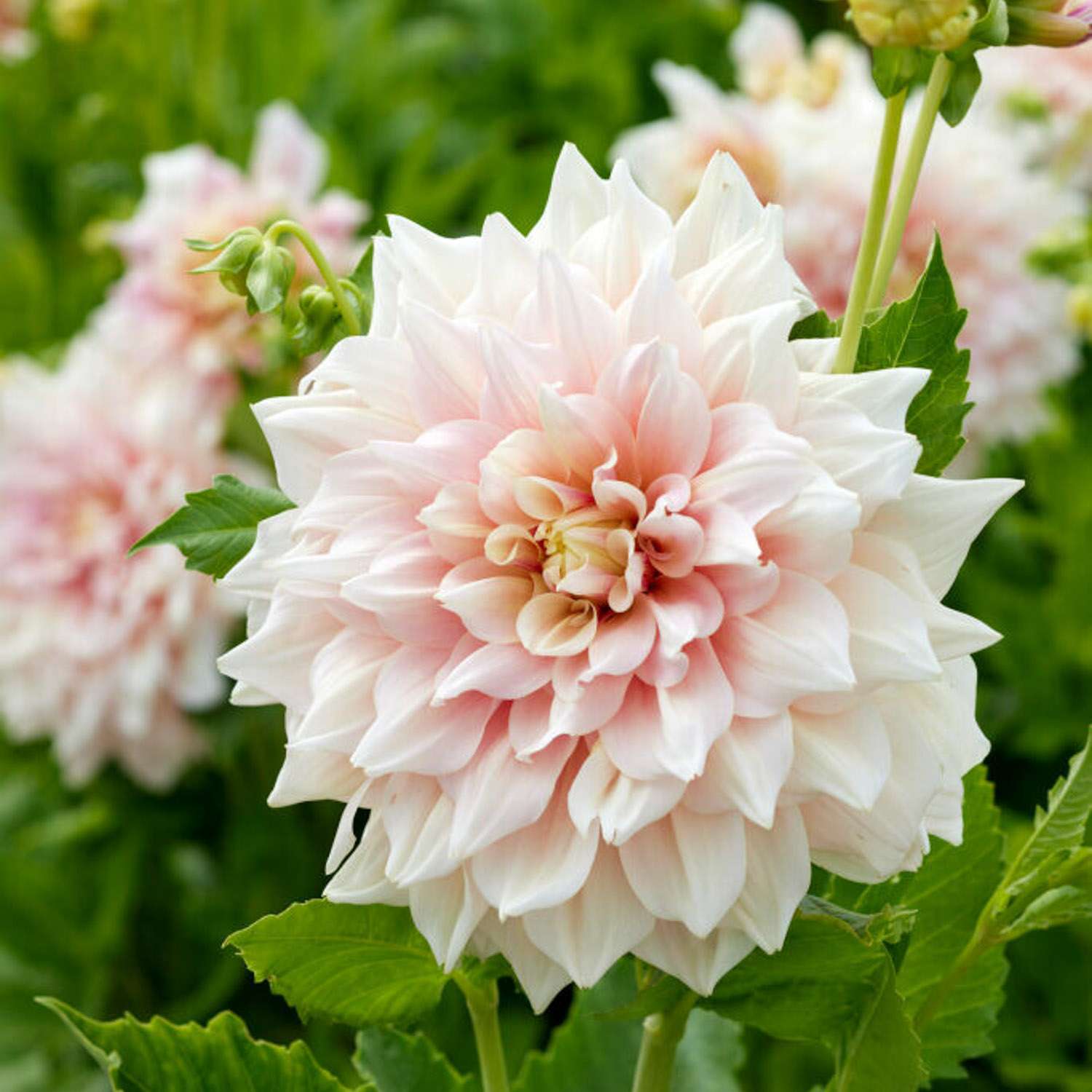Dahlia 'Break Out'